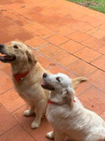 Duke and Leia